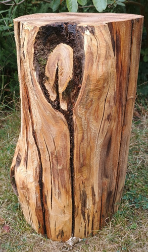 Tree stump seat - log, table